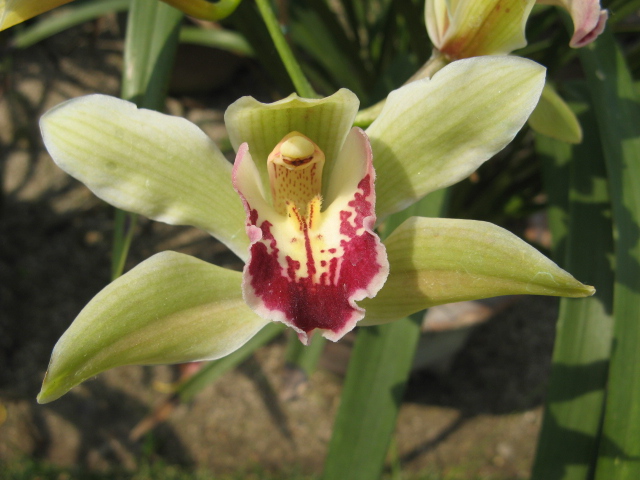 orto botanico (padova)